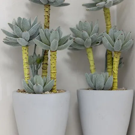 Baltini Premium Blizej Morza コウォブジェク