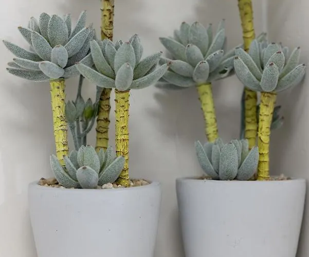 Baltini Premium Blizej Morza 코워브제크